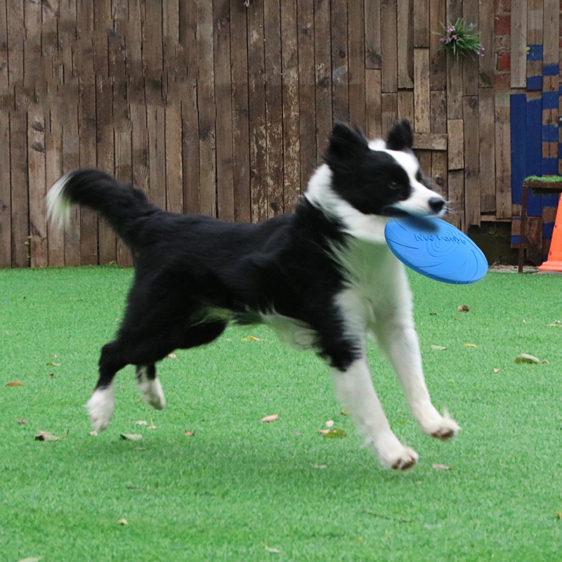Mainan Cakram Terbang Tahan Gi - Flying Disc Dog Training Toy ulasan dan harga